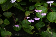 Impatiens acaulis
